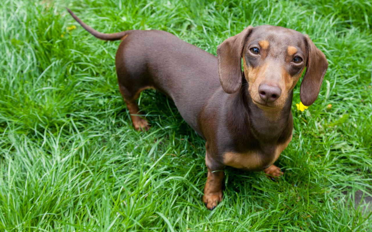Dachshund